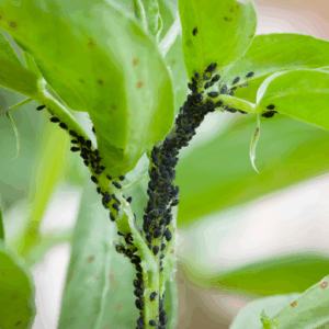 Um Blattläuse im Garten zu bekämpfen, benötigst du nur dieses Hausmittel